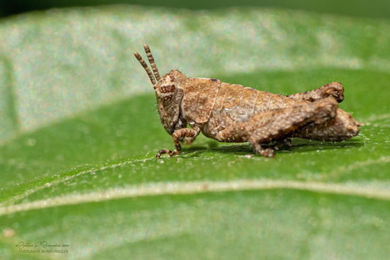 Short-horned grasshopper