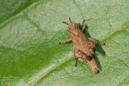 Short-horned grasshopper