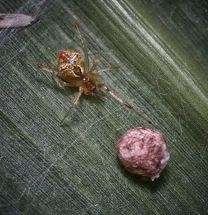 Araña de tela desordenada