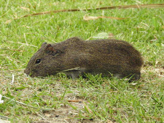 Pampas cavy
