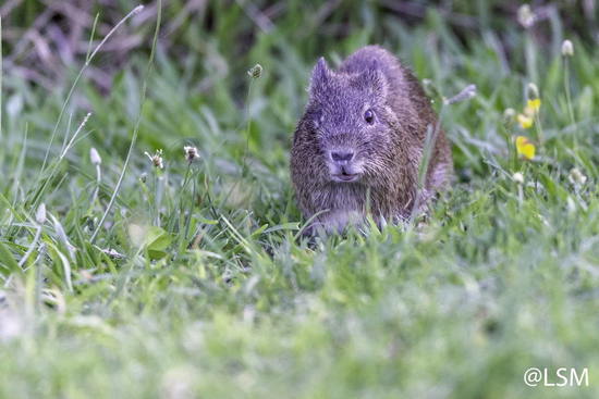 Pampas cavy