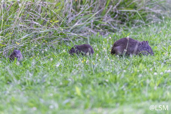 Pampas cavy