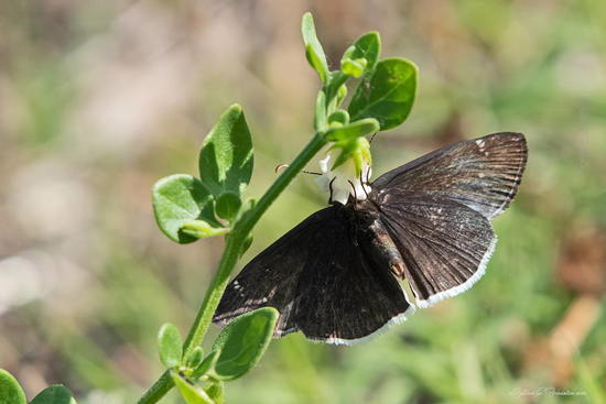 Funeral duskywing