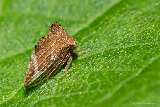Treehopper