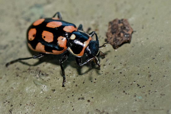 Lady beetle