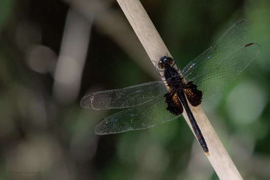 Dragonfly/Skimmers