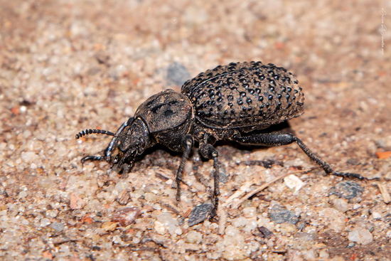 Darkling beetle
