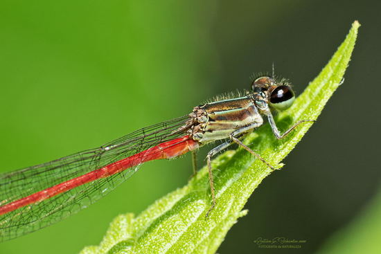 Damselfly/Narrow-winged damselflies