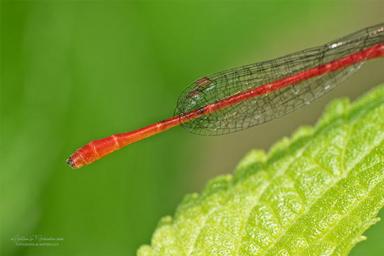 Damselfly/Narrow-winged damselflies