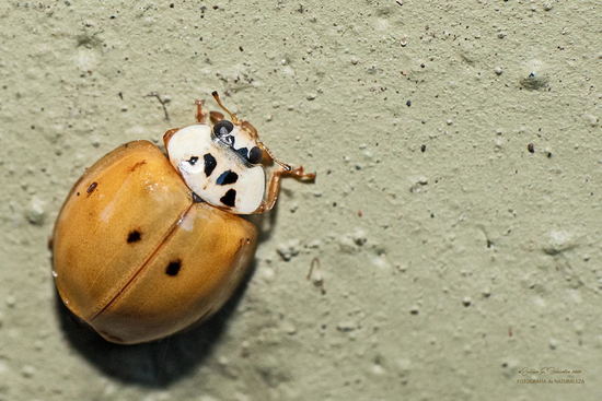 Multicoloured Asian lady beetle