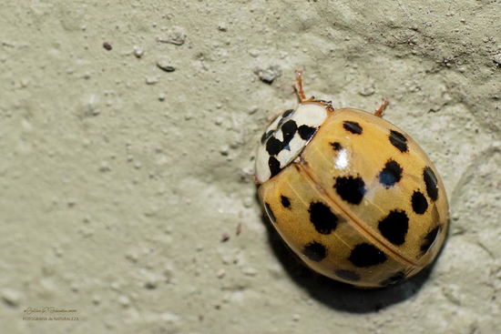 Multicoloured Asian lady beetle