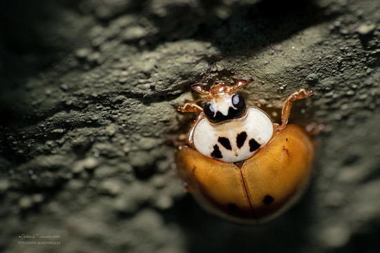 Multicoloured Asian lady beetle