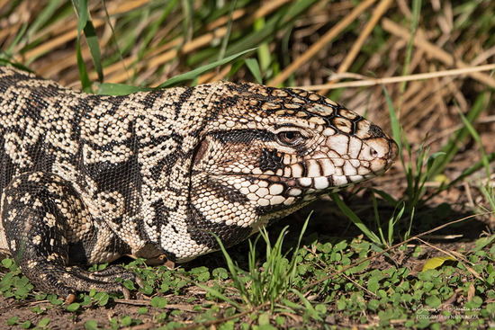 Black-and-white tegu lizard