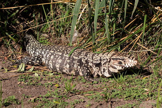 Black-and-white tegu lizard