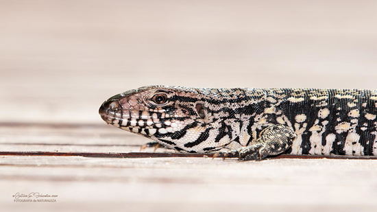 Black-and-white tegu lizard