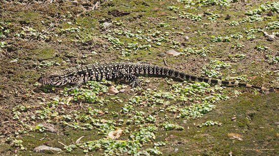 Black-and-white tegu lizard