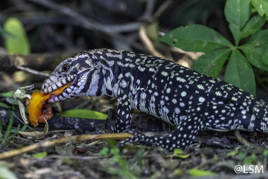 Black-and-white tegu lizard