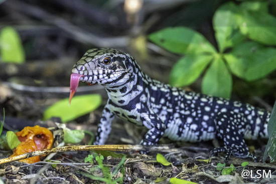 Black-and-white tegu lizard