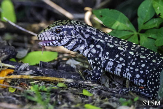 Black-and-white tegu lizard