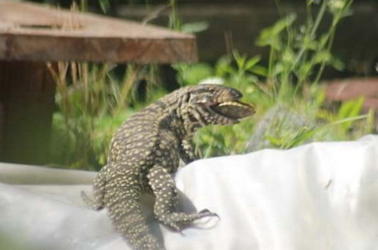 Black-and-white tegu lizard