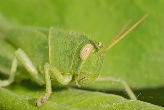 Yellow-lined Grasshopper