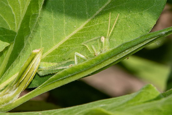 Yellow-lined Grasshopper