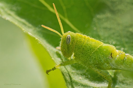 Yellow-lined Grasshopper