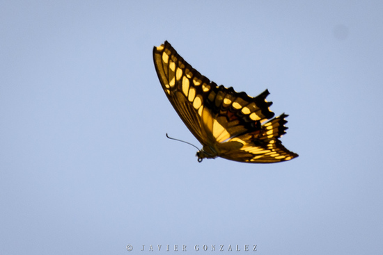 Thoas swallowtail
