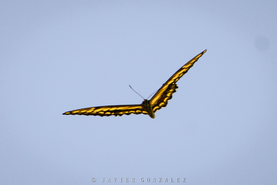 Thoas swallowtail