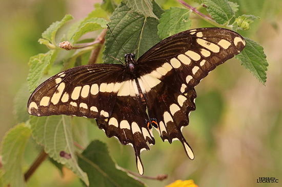 Thoas swallowtail