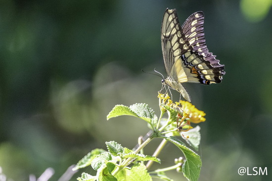 Thoas swallowtail