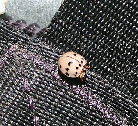 Lady beetle