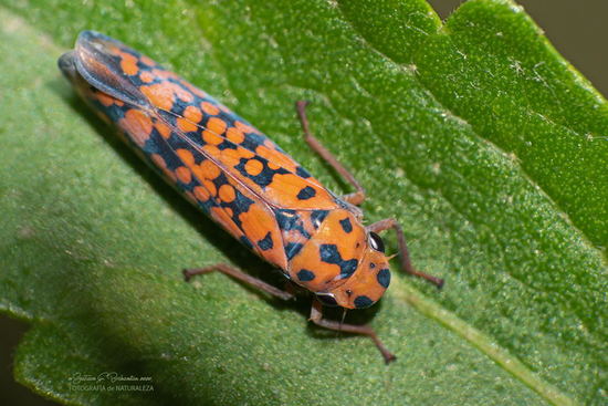Cotorrita