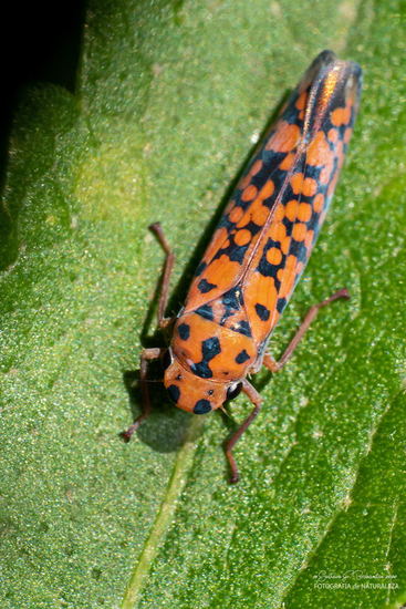 Cotorrita