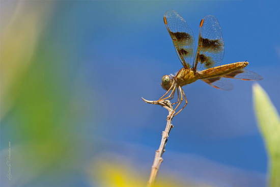 Dragonfly