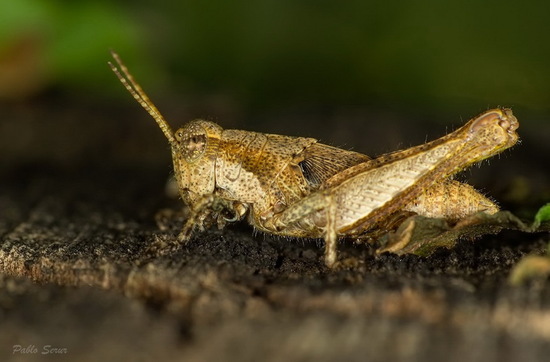 Spur-throated grasshopper
