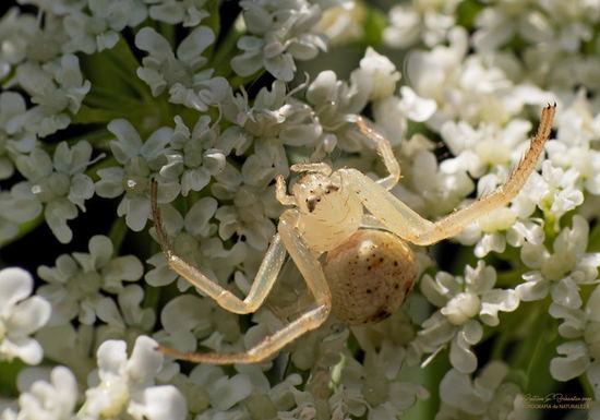 Crab spider