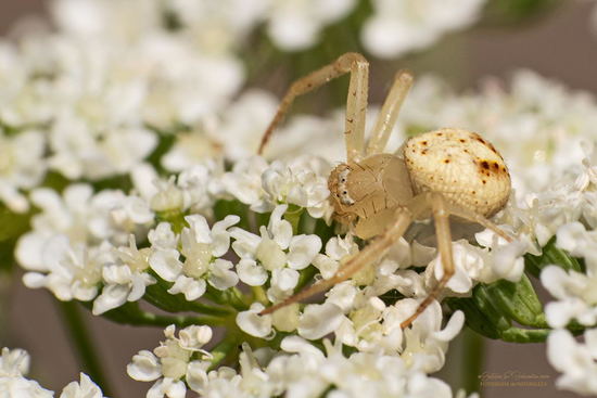 Crab spider