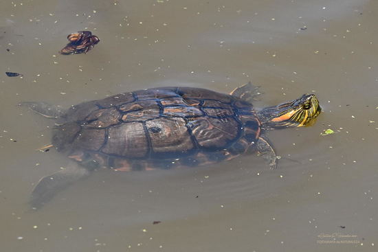 Painted turtle
