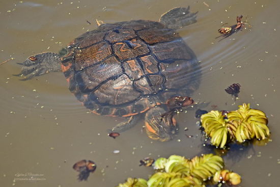 Painted turtle