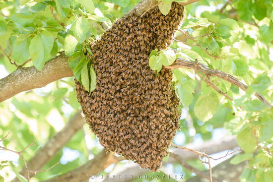 European honey bee