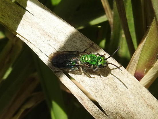 Sweat bee