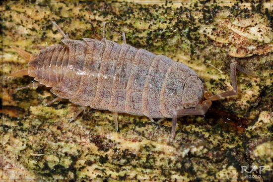 Sowbug