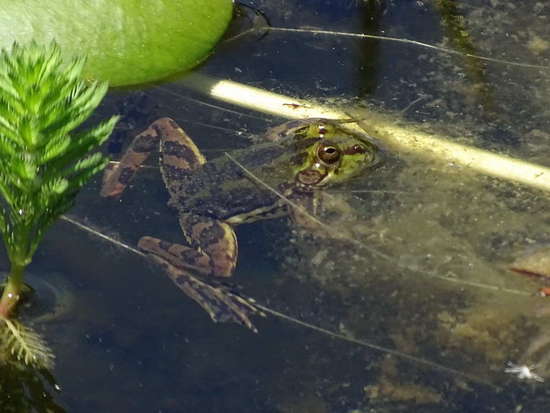 Lesser swimming frog