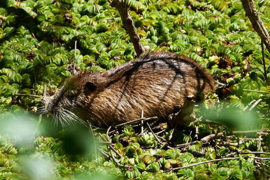 Coypu