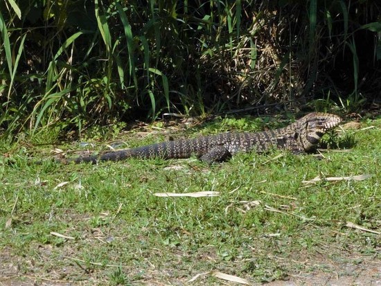 Black-and-white tegu lizard