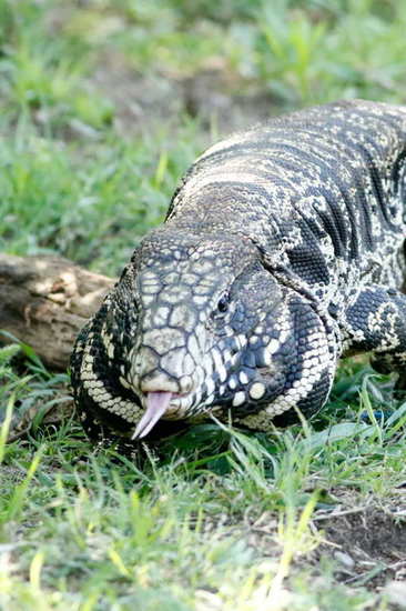 Black-and-white tegu lizard