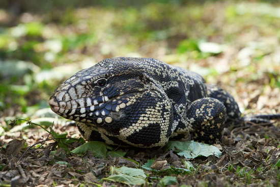 Black-and-white tegu lizard