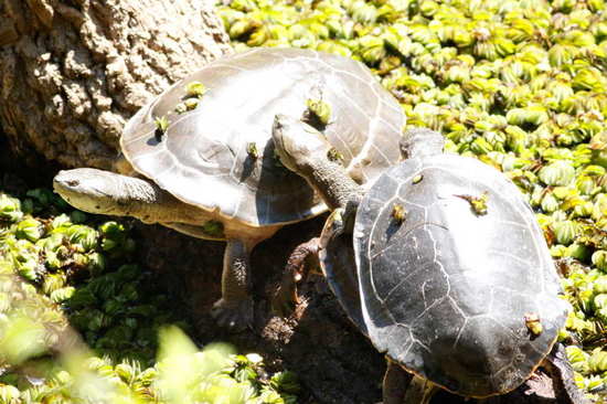 Side-necked turtle
