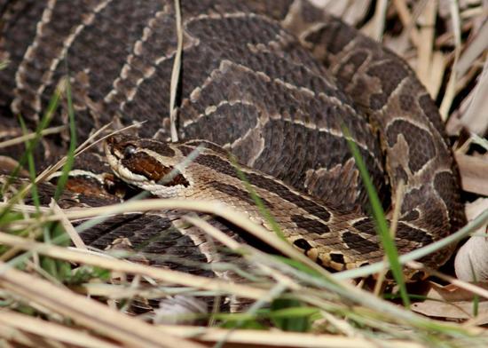 Urutu pit viper